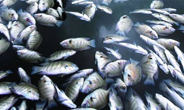 Political interference is the cause of the mass killing of fishes