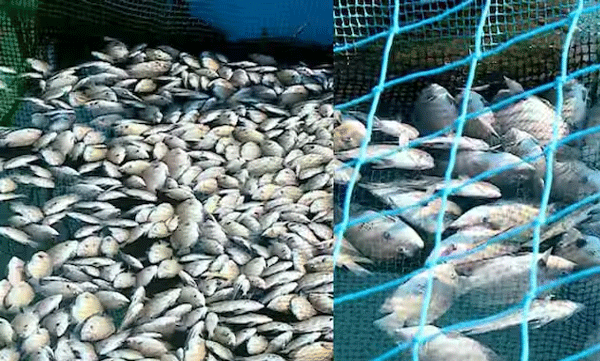 what-is-reasons-behind-mass-fish-kill-in-periyar-river-inquiry