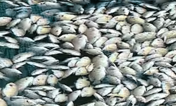 Who poisons Periyar in the yams of the night? 106 companies in red category