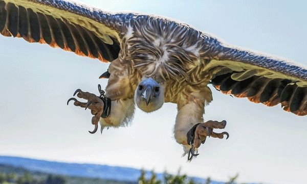 eagles-shifted-migration-route-because-of-ukraine-war