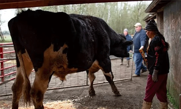 a-6-foot-4-bull-officially-recognised-by-guinness-as-worlds-tallest