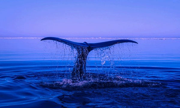 whale-that-was-thought-to-have-disappeared-from-the-earth-100-years-ago-has-been-rediscovered