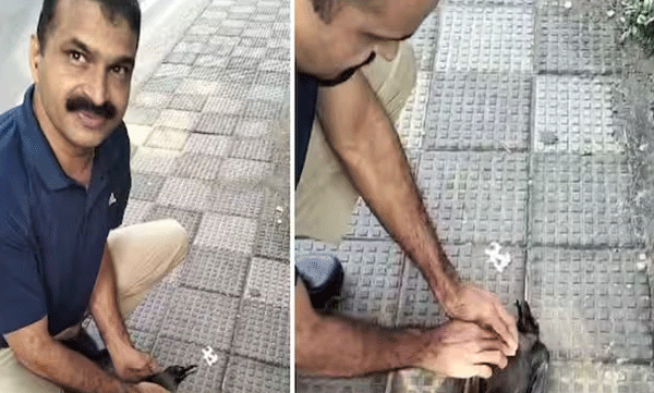 fire-force-officers-saves-life-of-a-crow-at-meenchanda-calicut