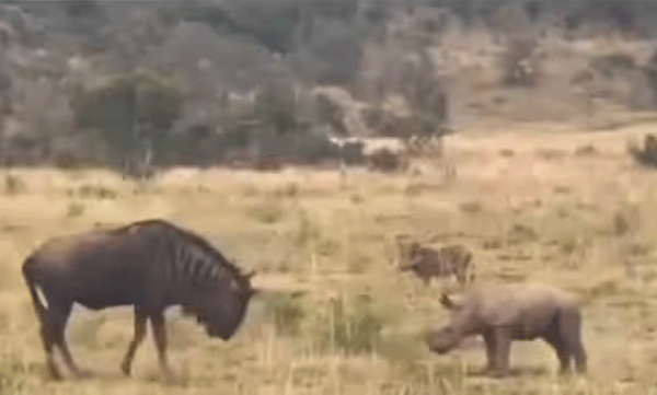 video-of-baby-rhinoceros-trying-to-attack-wildbeest-goes-viral