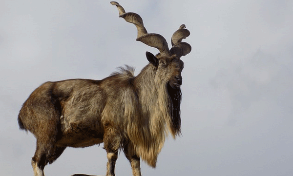 markhor-vip-animal-in-gb-pant-high-altitude-zoo-nainital