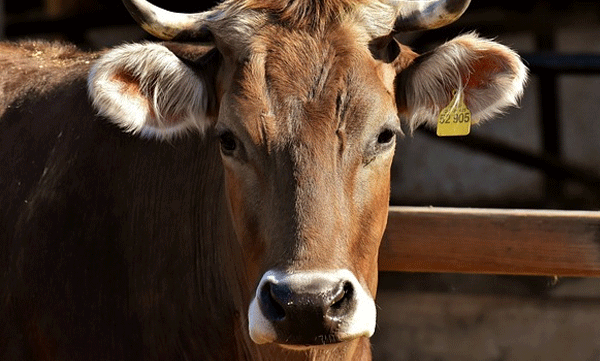 
Six cows died after eating rice; The incident happened in Neyyatinkara