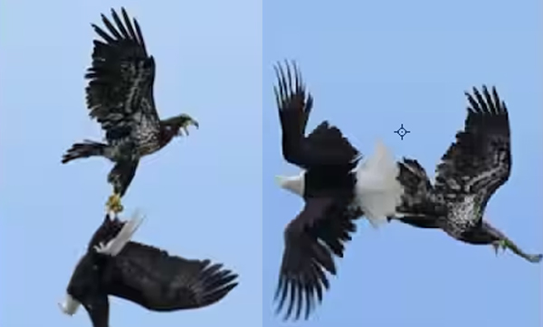 aerial-fight-of-the-hawks-surprised-social-media-the-video-has-gone-viral