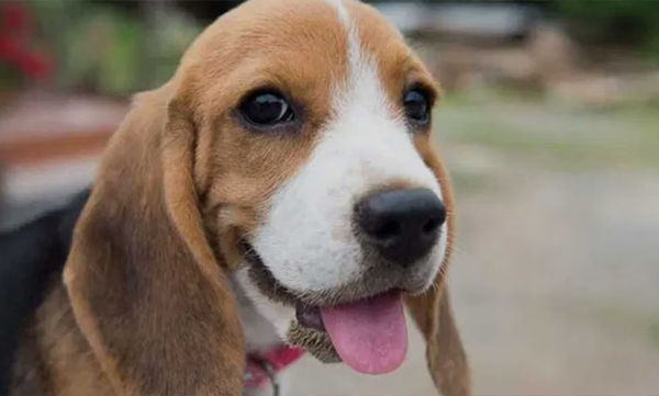 first-ever-minimally-invasive-heart-surgery-on-indian-subcontinent-saves-dogs-life-meet-juliet