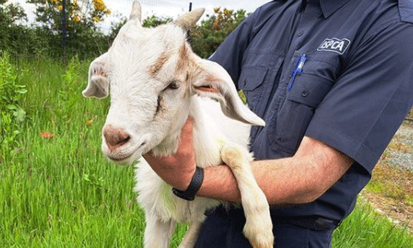 lamb-trapped-on-top-of-a-100-foot-long-tower-is-rescued-three-days-later