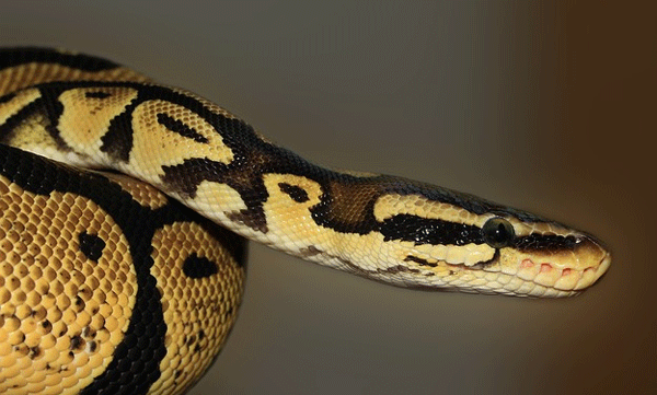 women-missing-found-dead-inside-16-foot-long-python-in-indonesia