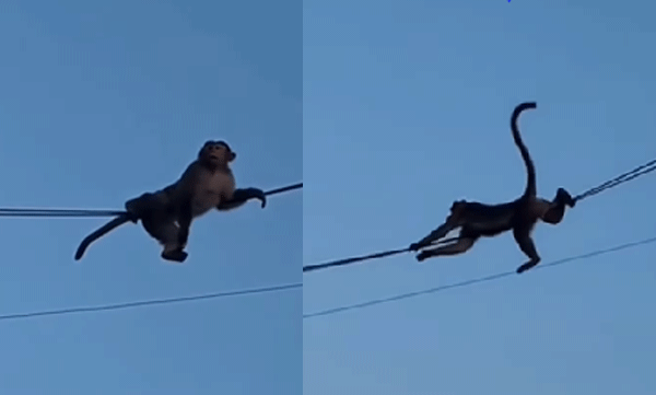 video-of-monkeys-coming-down-through-an-electric-cable-has-gone-viral