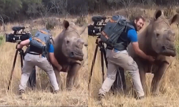 photographer-belly-rub-for-rhino-viral-video