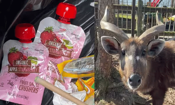 rare-antelope-chokes-to-death-on-plastic-cap-at-zoo