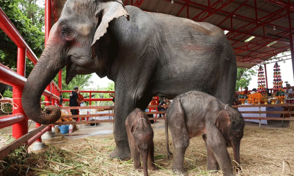 36-year-old Chamchuri gave birth to twins