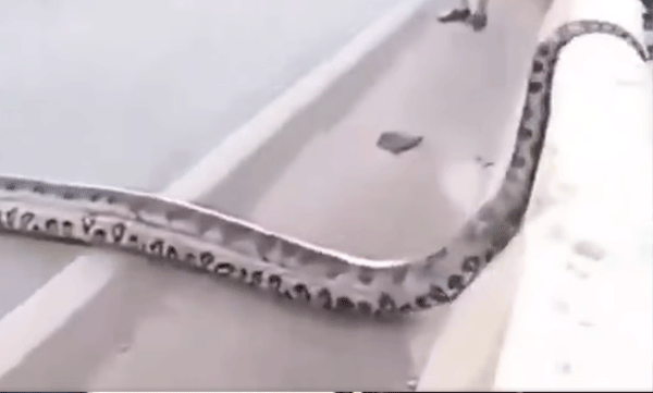 anaconda-crosses-brazil-road-brings-traffic-to-standstill