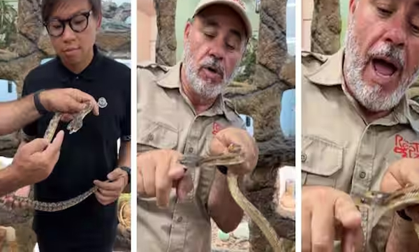 zoo-employee-is-bitten-while-introducing-a-two-headed-snake-in-front-of-visitors
