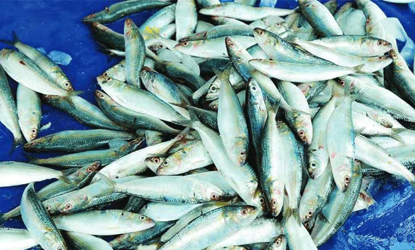 why-sardines-are-becoming-a-luxury-in-kerala