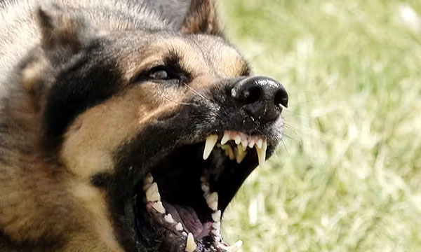 Stray dog ​​biting students in Kottayam Medical College campus infected with rabies