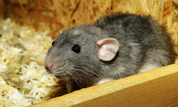 A dead rat was found in Sambar; The customer complained against the hotel; The incident took place in Ahmedabad