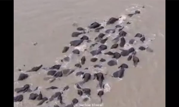a-herd-of-elephants-crossing-the-brahmaputra