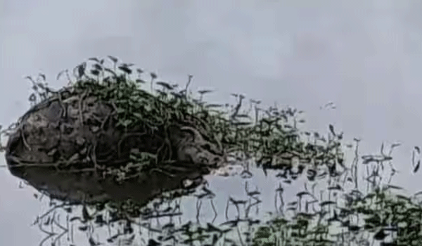 buffalo-dead-body-again-in-bharathapuzha