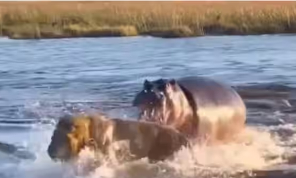 video-of-hippopotamus-chasing-three-lions-alone-goes-viral