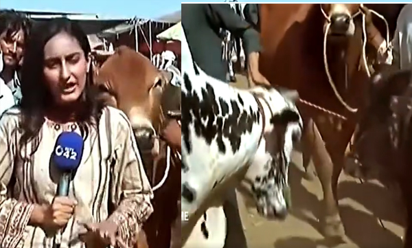 bull-hits-pakistani-reporter-during-live-tv-coverage-viral-video