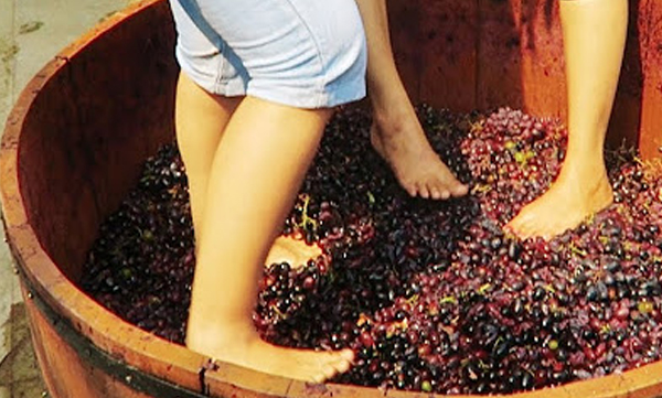 emilie-rae-this-woman-crushes-grape-with-her-feet-and-make-wine