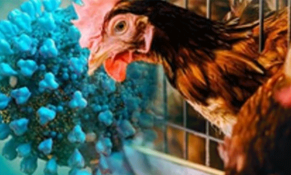 bird flu; Ban on sale in monitoring zones till March 2025