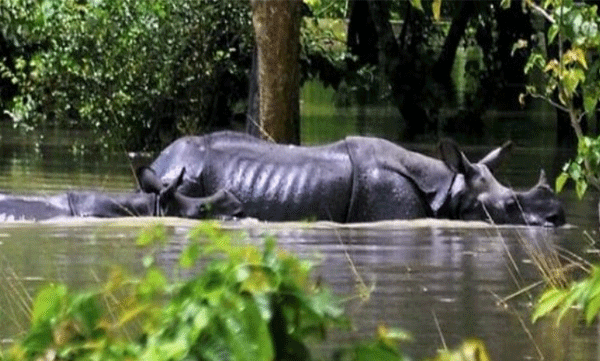 130-wild-animals-6-rhinos-died-in-assam-flood.