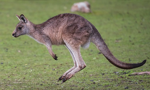 after-six-months-missing-kangaroo-found-60-km-away
