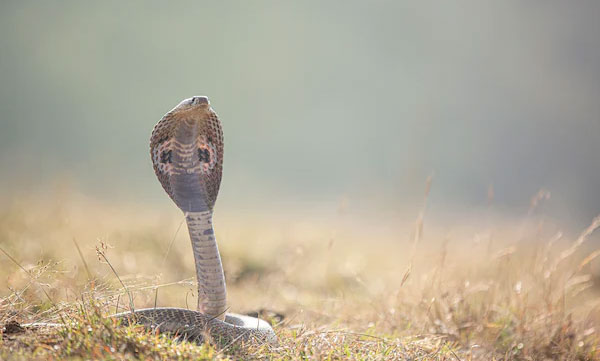 UP Man Gets Bitten By Snake Every Saturday, Doctors Confused