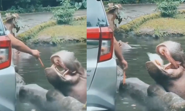 video-of-visitor-throwing-plastic-bag-containing-garbage-into-hippos-mouth-goes-viral