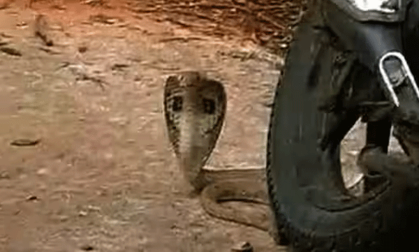 groom-dies-after-snake-bite-just-before-marriage