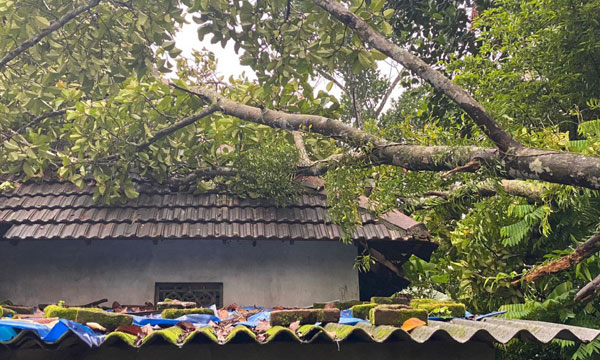 The tree fell and the house collapsed; Those who slept were miraculously saved.