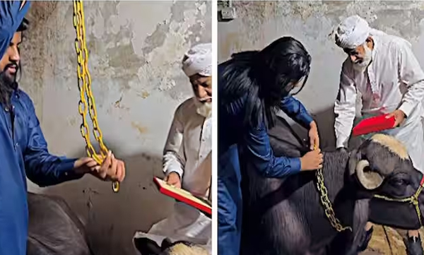video-of-a-10-kg-gold-chain-was-gifted-to-a-buffalo-thinking-it-was-a-cow-viral-in-social-media