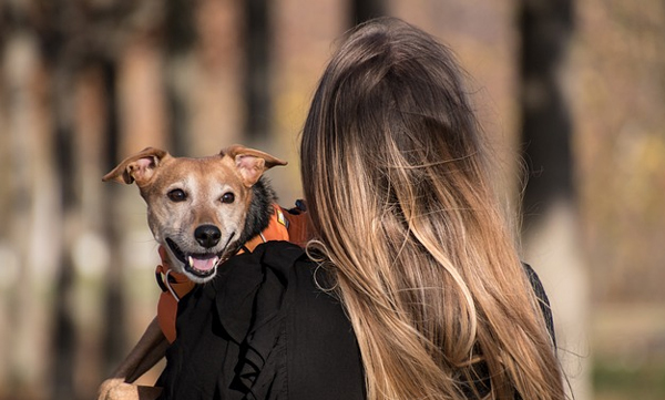 china-launches-kindergarten-for-favourite-pets