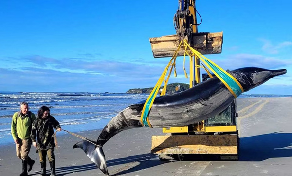 rare-beaked-whale-missing-otago-beach