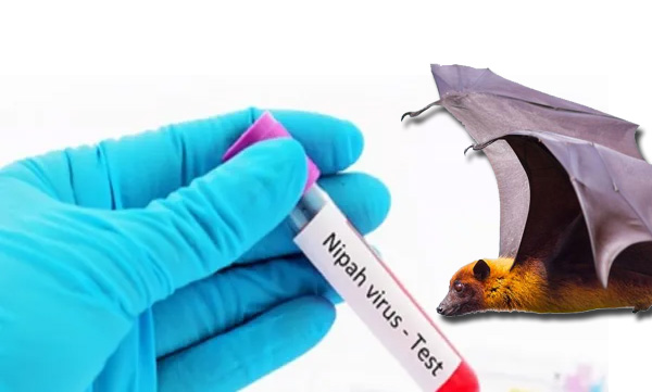 State confirms 14-year-old from Malappuram with Nipah; The sample was sent to Virology Lab, Pune