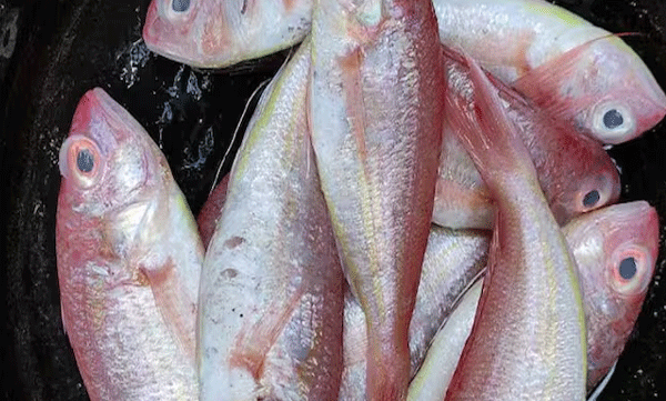 nemipterus-japonicus-kerala-favorite-fish-to-fry-kilimeen-production-increases