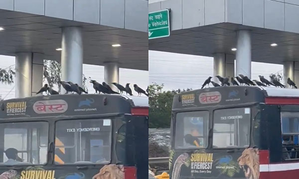 free-bus-ride-of-crows-from-mumbai-viral-video