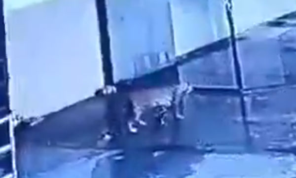 leopard-roaming-inside-of-shopping-mall-in-maharashtra