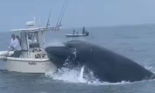breaching-whale-attack-boat-boat-capsizes-two-gets-narrow-escape-shocking-video-