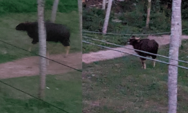 wild-bufallo-spotted-near-mangalapuram