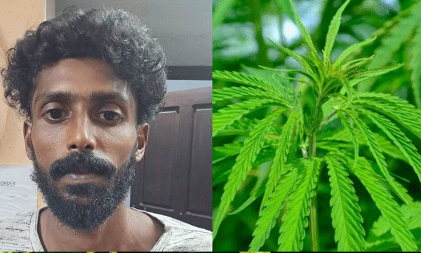 youth-arrested-for-growing-ganja-in-his-backyard-vaikom