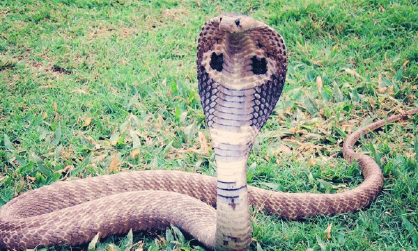 A king cobra was caught inside the house; The incident happened in Palakkad