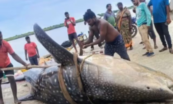 1500kg-endangered-whale-shark-catch-by-andhra-fishermen-