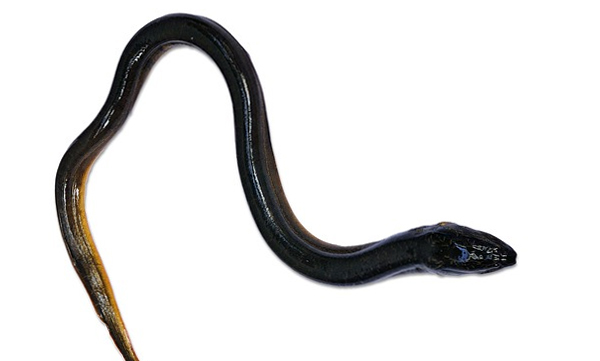 indian-man-puts-live-eel-up-his-anus.