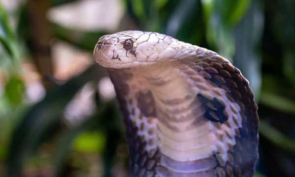 cobra-dies-after-biting-snake-catcher