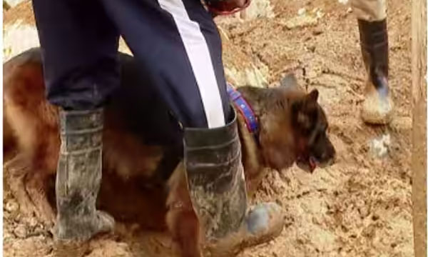 Four dead bodies and one body part were found in the mass search